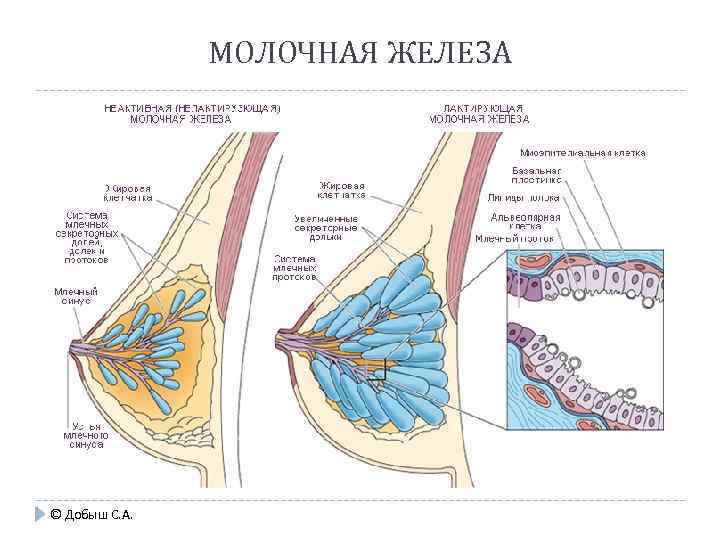 МОЛОЧНАЯ ЖЕЛЕЗА © Добыш С. А. 