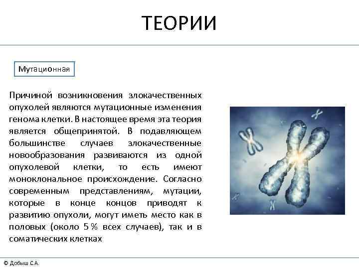 ТЕОРИИ Мутационная Причиной возникновения злокачественных опухолей являются мутационные изменения генома клетки. В настоящее время