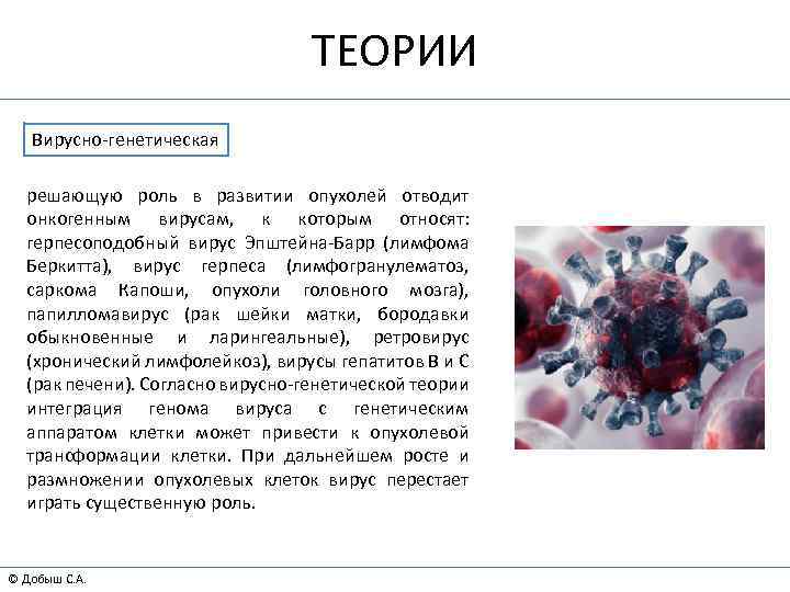 ТЕОРИИ Вирусно-генетическая решающую роль в развитии опухолей отводит онкогенным вирусам, к которым относят: герпесоподобный