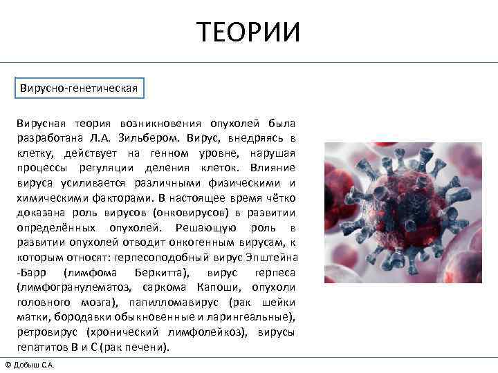 ТЕОРИИ Вирусно-генетическая Вирусная теория возникновения опухолей была разработана Л. А. Зильбером. Вирус, внедряясь в