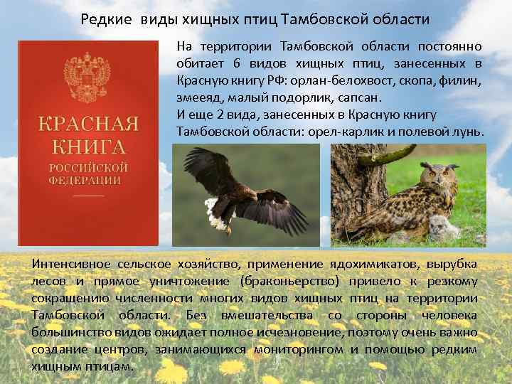 Редкие виды хищных птиц Тамбовской области На территории Тамбовской области постоянно обитает 6 видов