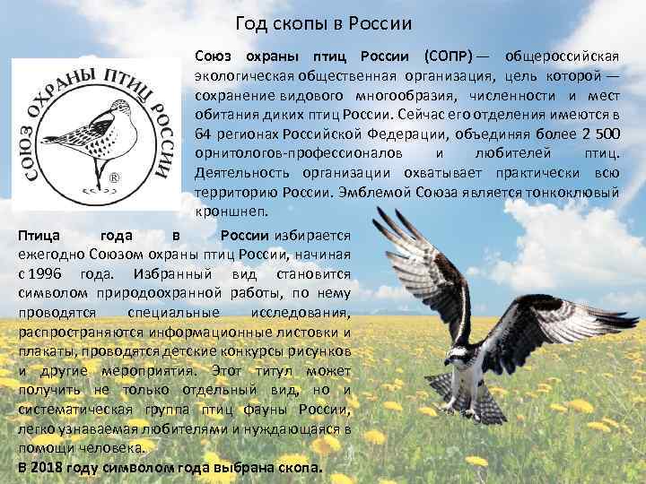 Год скопы в России Союз охраны птиц России (СОПР) — общероссийская экологическая общественная организация,