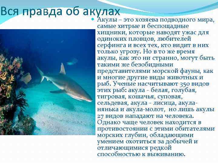 Вся правда об акулах Акулы – это хозяева подводного мира, самые хитрые и беспощадные