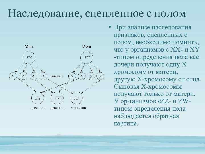 Наследование, сцепленное с полом • При анализе наследования признаков, сцепленных с полом, необходимо помнить,