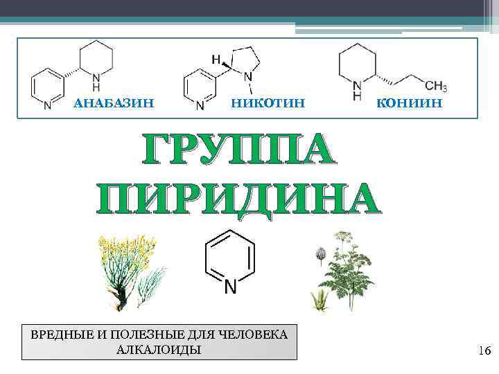 АНАБАЗИН НИКОТИН КОНИИН ГРУППА ПИРИДИНА ВРЕДНЫЕ И ПОЛЕЗНЫЕ ДЛЯ ЧЕЛОВЕКА АЛКАЛОИДЫ 16 