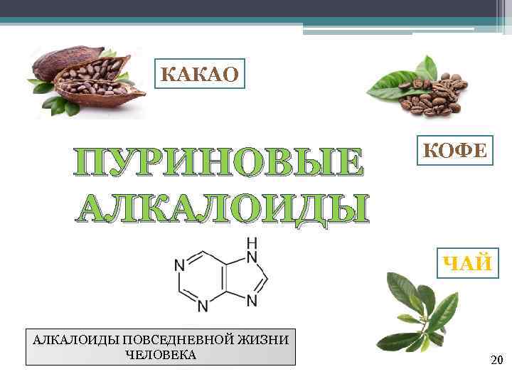 КАКАО ПУРИНОВЫЕ АЛКАЛОИДЫ КОФЕ ЧАЙ АЛКАЛОИДЫ ПОВСЕДНЕВНОЙ ЖИЗНИ ЧЕЛОВЕКА 20 