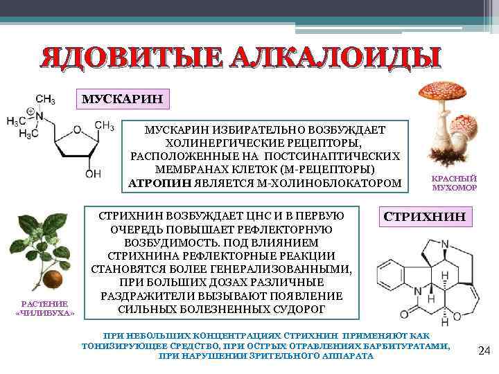 ЯДОВИТЫЕ АЛКАЛОИДЫ МУСКАРИН ИЗБИРАТЕЛЬНО ВОЗБУЖДАЕТ ХОЛИНЕРГИЧЕСКИЕ РЕЦЕПТОРЫ, РАСПОЛОЖЕННЫЕ НА ПОСТСИНАПТИЧЕСКИХ МЕМБРАНАХ КЛЕТОК (М-РЕЦЕПТОРЫ) АТРОПИН