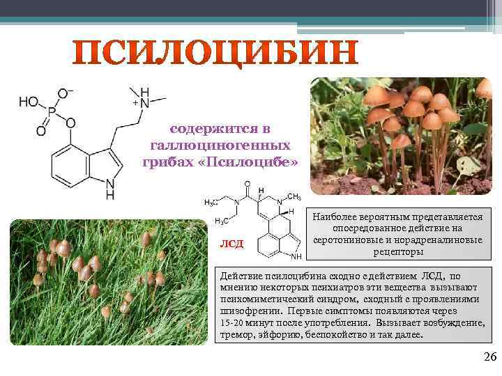 содержится в галлюциногенных грибах «Псилоцибе» ЛСД Наиболее вероятным представляется опосредованное действие на серотониновые и