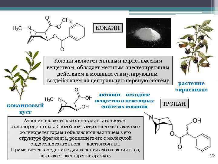 КОКАИН Кокаин является сильным наркотическим веществом, обладает местным анестезирующим действием и мощным стимулирующим воздействием