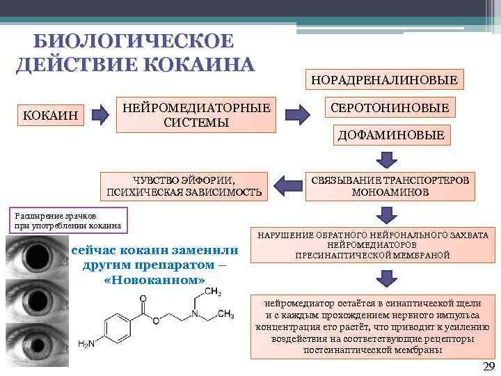 БИОЛОГИЧЕСКОЕ ДЕЙСТВИЕ КОКАИНА НОРАДРЕНАЛИНОВЫЕ НЕЙРОМЕДИАТОРНЫЕ СИСТЕМЫ КОКАИН ЧУВСТВО ЭЙФОРИИ, ПСИХИЧЕСКАЯ ЗАВИСИМОСТЬ СЕРОТОНИНОВЫЕ ДОФАМИНОВЫЕ СВЯЗЫВАНИЕ