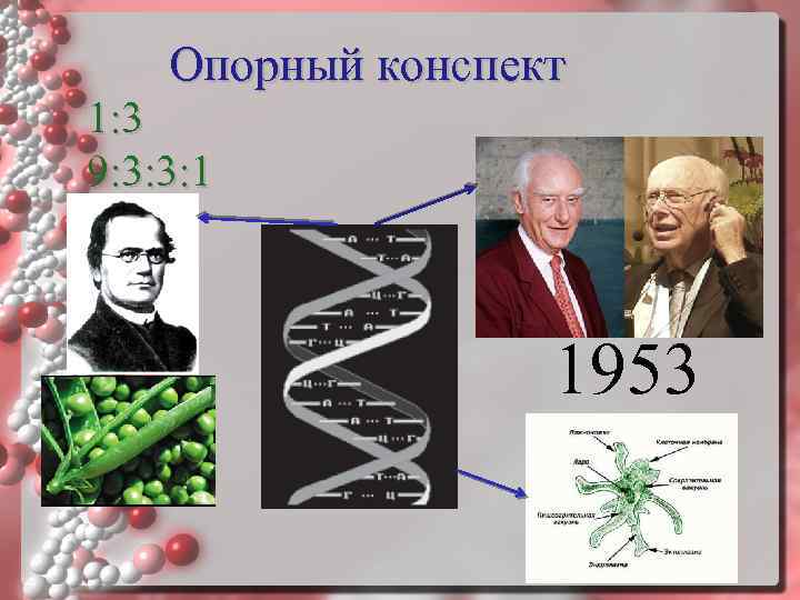 Опорный конспект 1: 3 9: 3: 3: 1 1953 