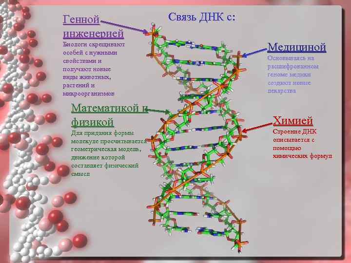 Генной инженерией Биологи скрещивают особей с нужными свойствами и получают новые виды животных, растений