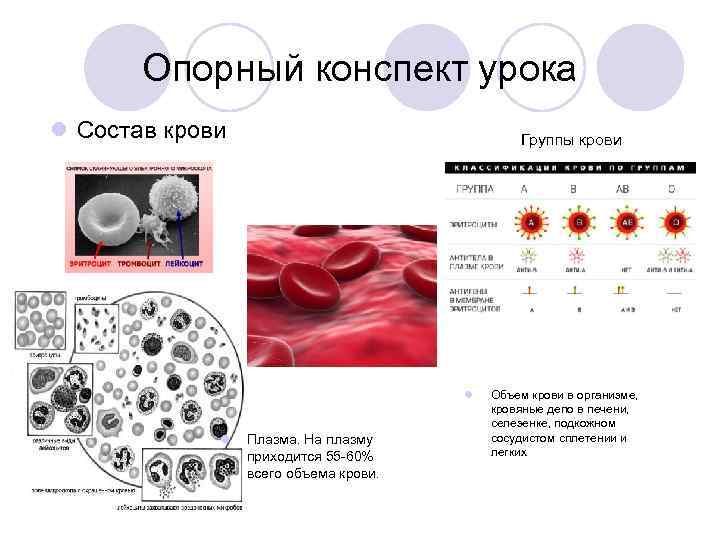 Опорный конспект урока l Состав крови Группы крови l l Плазма. На плазму приходится