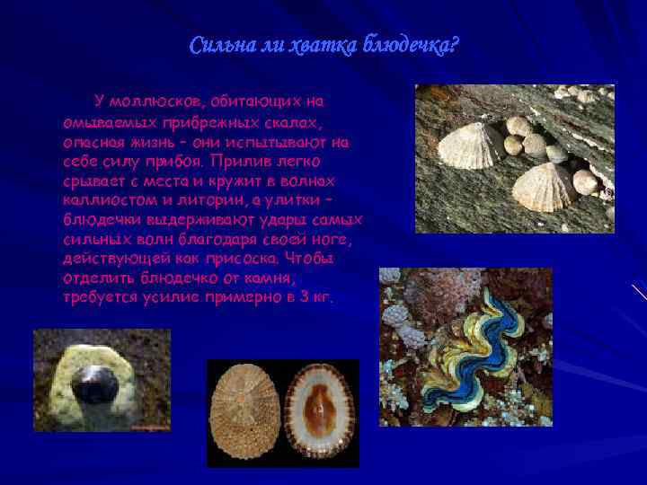 Животные относящиеся к типу моллюски примеры. Моллюски Трупоеды. Моллюски паразиты примеры моллюсков. Моллюски живущие группами в Камне. Брюхоногие представители Морское блюдечко.