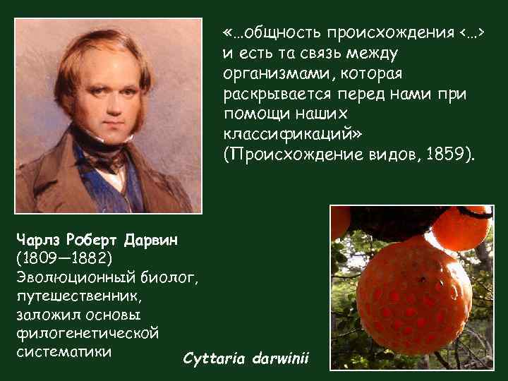  «…общность происхождения <…> и есть та связь между организмами, которая раскрывается перед нами