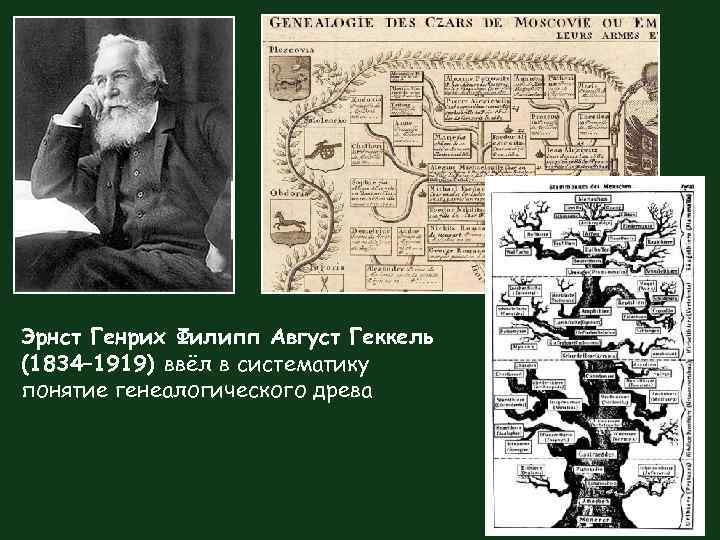 Эрнст Генрих Филипп Август Геккель (1834– 1919) ввёл в систематику понятие генеалогического древа 