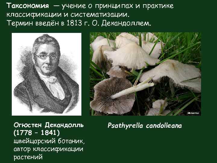 Таксономия — учение о принципах и практике классификации и систематизации. Термин введён в 1813