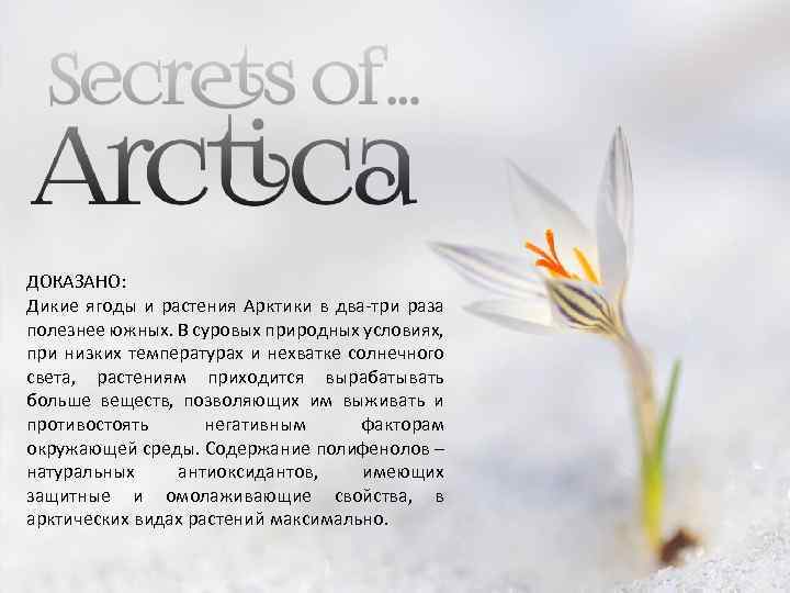 ДОКАЗАНО: Дикие ягоды и растения Арктики в два-три раза полезнее южных. В суровых природных