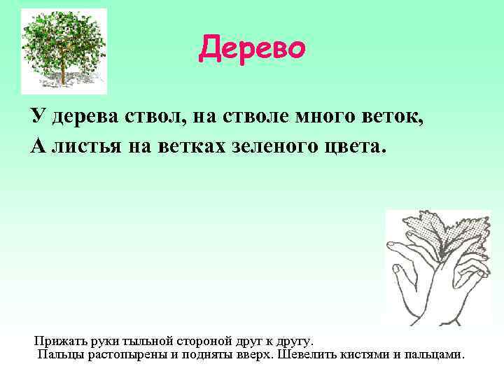 Дерево У дерева ствол, на стволе много веток, А листья на ветках зеленого цвета.