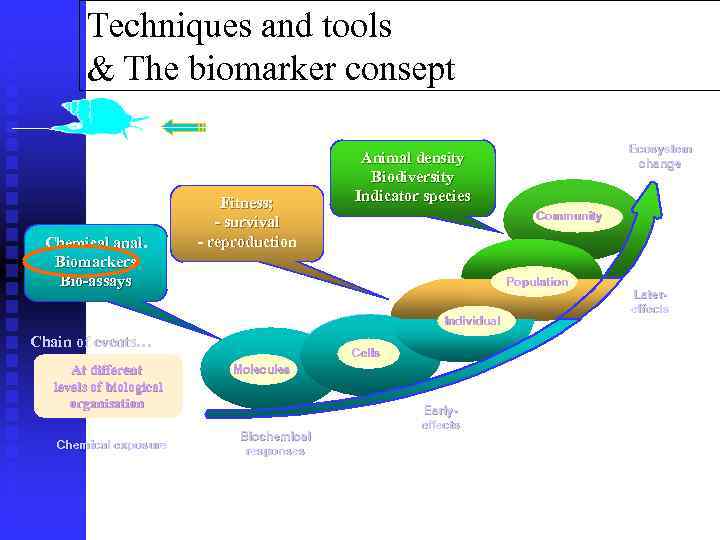 Techniques and tools & The biomarker consept Pollutant exposure Chemical anal. Biomarkers Bio-assays Fitness;