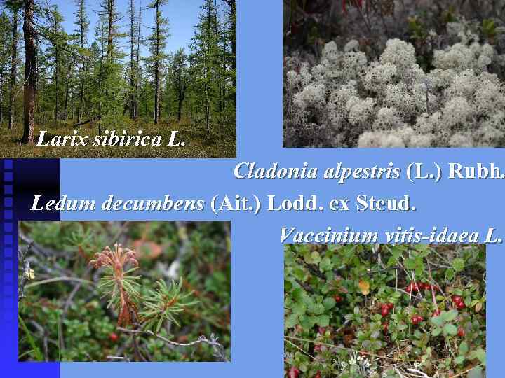 Larix sibirica L. Cladonia alpestris (L. ) Rubh. Ledum decumbens (Ait. ) Lodd. ex