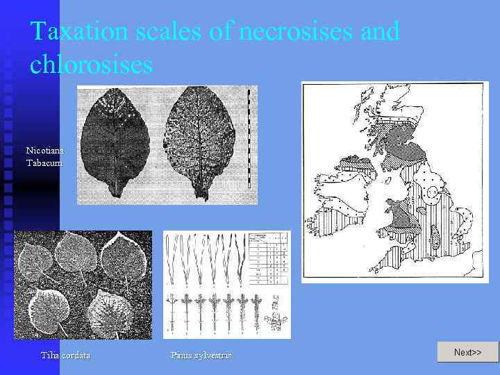 Taxation scales of necrosises and chlorosises Nicotiana Tabacum Tilia cordata Pinus sylvestris 