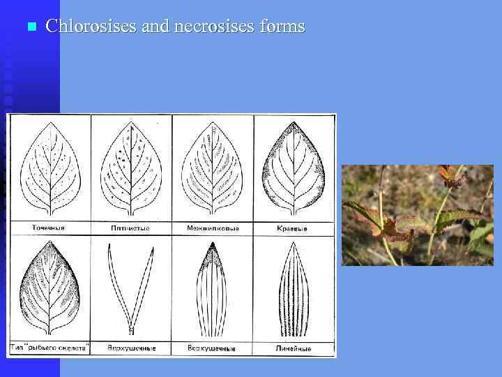 n Chlorosises and necrosises forms 