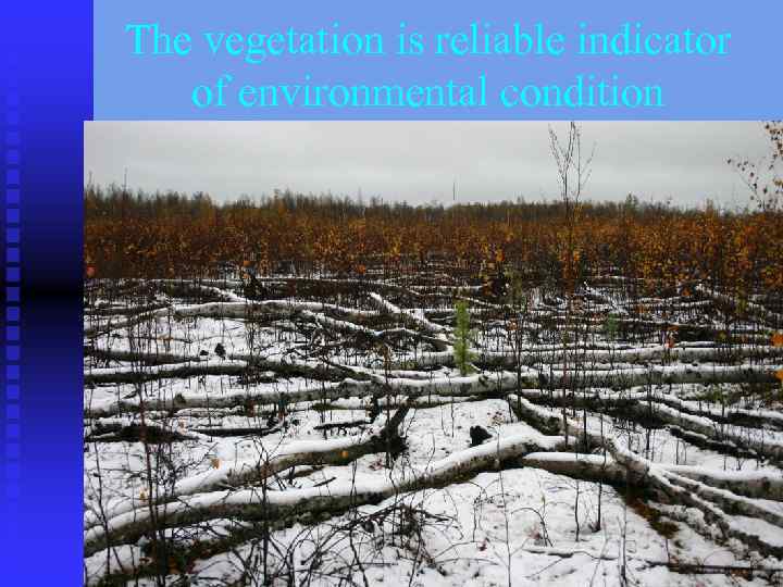 The vegetation is reliable indicator of environmental condition 