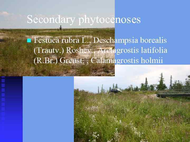 Secondary phytocenoses n Festuca rubra L. , Deschampsia borealis (Trautv. ) Roshev. , Arctagrostis
