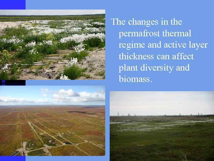 The changes in the permafrost thermal regime and active layer thickness can affect plant