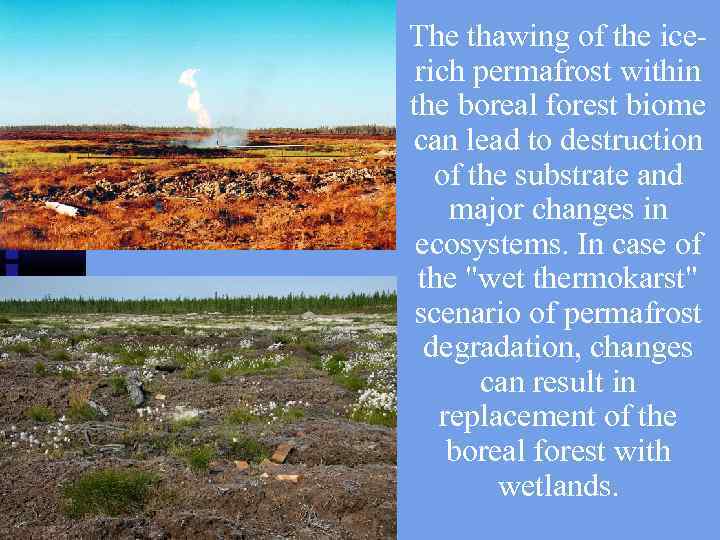 The thawing of the icerich permafrost within the boreal forest biome can lead to