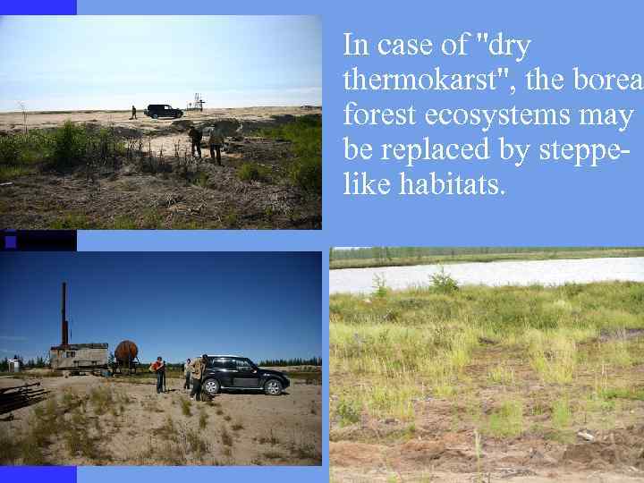 In case of "dry thermokarst", the borea forest ecosystems may be replaced by steppelike
