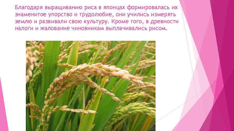 Благодаря выращиванию риса в японцах формировалась их знаменитое упорство и трудолюбие, они учились измерять