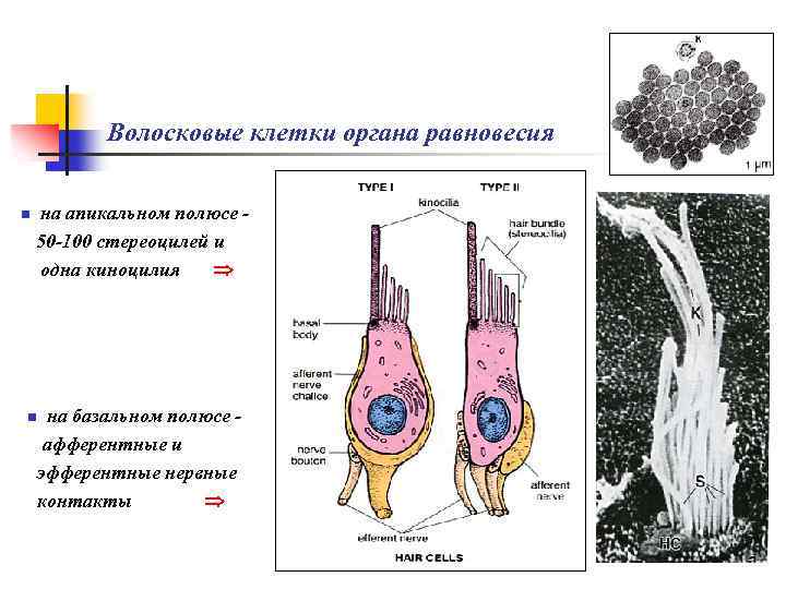 Волосковые клетки органа равновесия n на апикальном полюсе 50 -100 стереоцилей и одна киноцилия