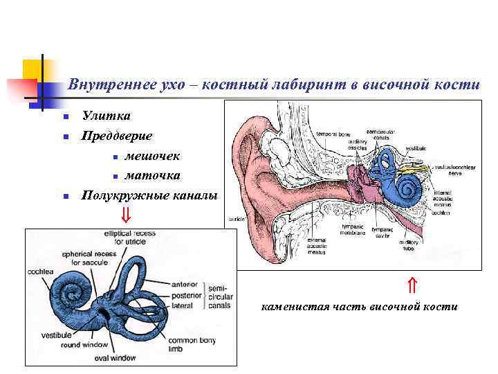 Внутреннее ухо – костный лабиринт в височной кости n n n Улитка Преддверие n