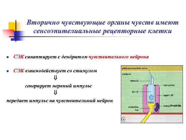 Вторично чувствующие органы чувств имеют сенсоэпителиальные рецепторные клетки n СЭК синаптирует с дендритом чувствительного