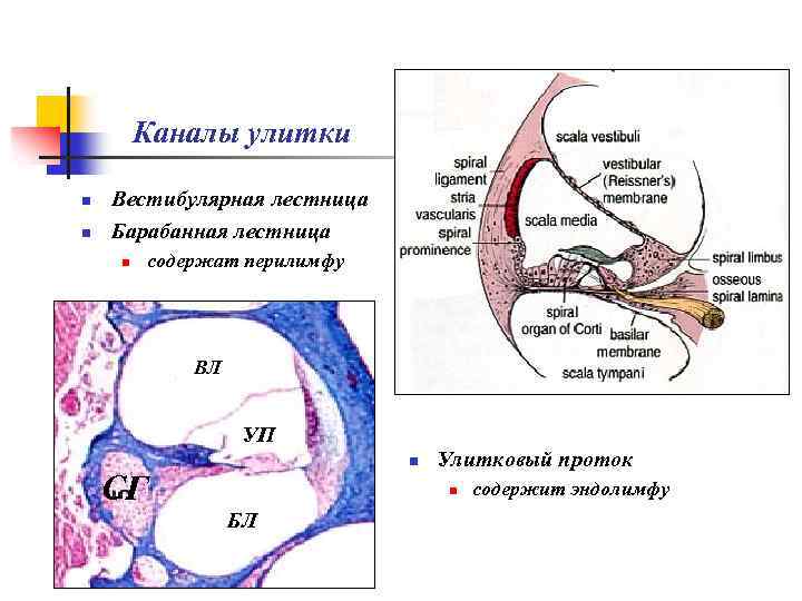 Каналы улитки n n Вестибулярная лестница Барабанная лестница n содержат перилимфу ВЛ УП n