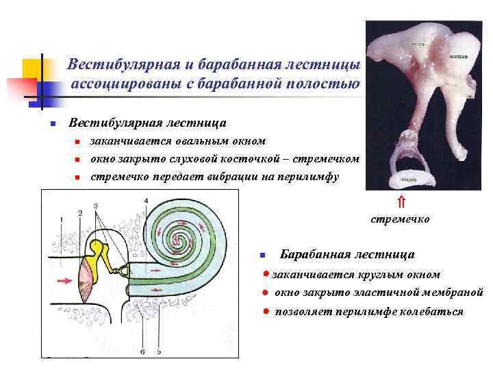 Вестибулярная и барабанная лестницы ассоциированы с барабанной полостью n Вестибулярная лестница n n n