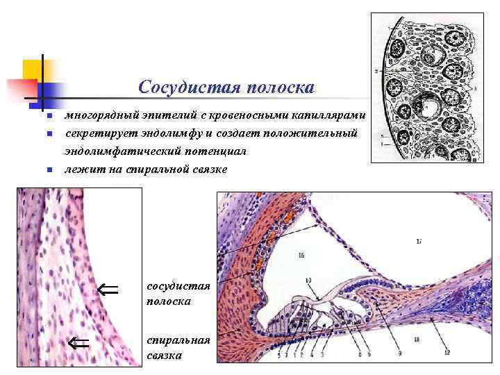Сосудистая полоска n n n многорядный эпителий с кровеносными капиллярами секретирует эндолимфу и создает