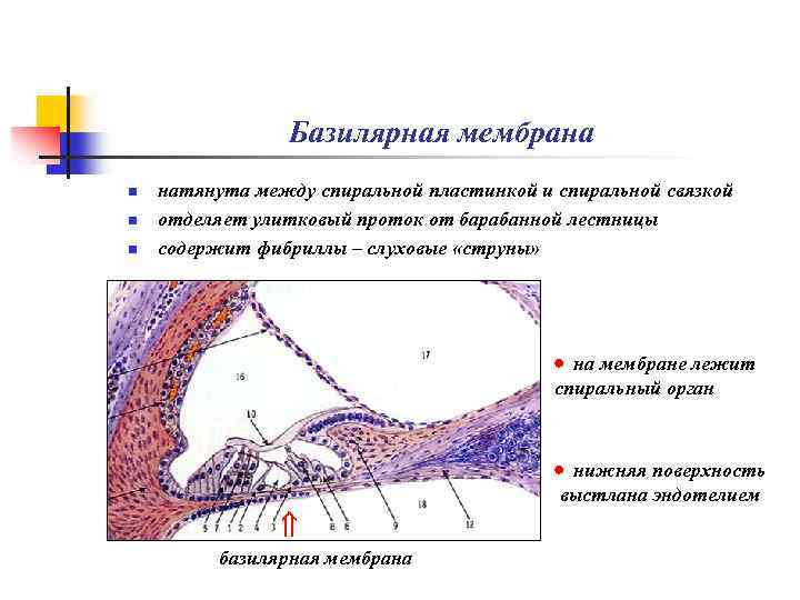 Базилярная мембрана n n n натянута между спиральной пластинкой и спиральной связкой отделяет улитковый