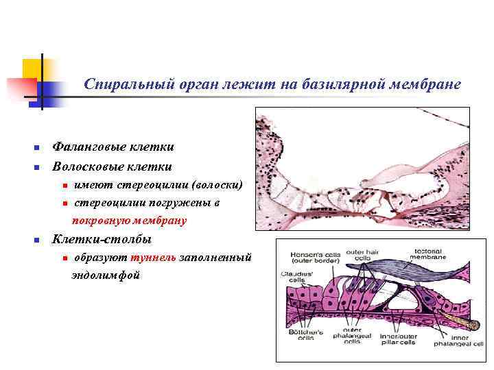 Спиральный орган лежит на базилярной мембране n n Фаланговые клетки Волосковые клетки n n