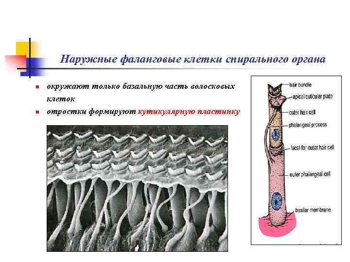Наружные фаланговые клетки спирального органа n n окружают только базальную часть волосковых клеток отростки