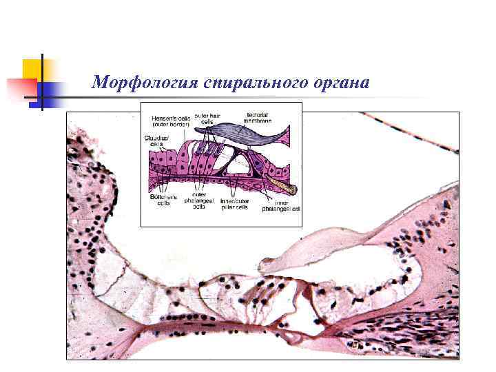 Морфология спирального органа 