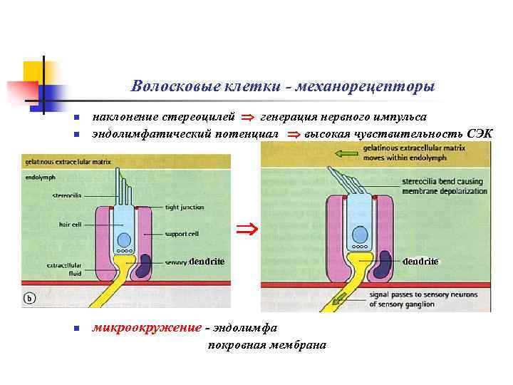 Волосковые клетки - механорецепторы n n наклонение стереоцилей генерация нервного импульса эндолимфатический потенциал высокая