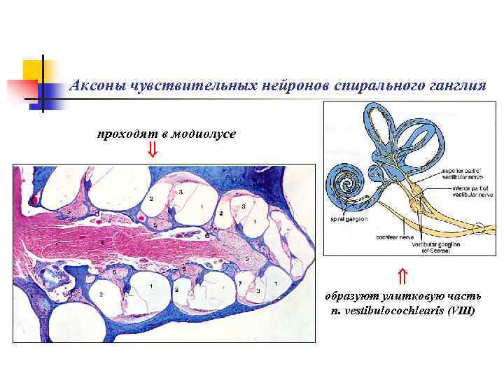 Аксоны чувствительных нейронов спирального ганглия проходят в модиолусе образуют улитковую часть n. vestibulocochlearis (VIII)