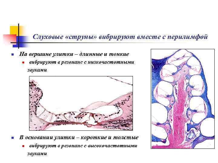 Слуховые «струны» вибрируют вместе с перилимфой n На вершине улитки – длинные и тонкие