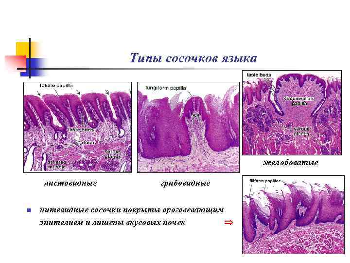 Типы сосочков языка желобоватые листовидные n грибовидные нитевидные сосочки покрыты ороговевающим эпителием и лишены