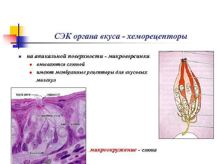 СЭК органа вкуса - хеморецепторы n на апикальной поверхности - микроворсинки n n омываются