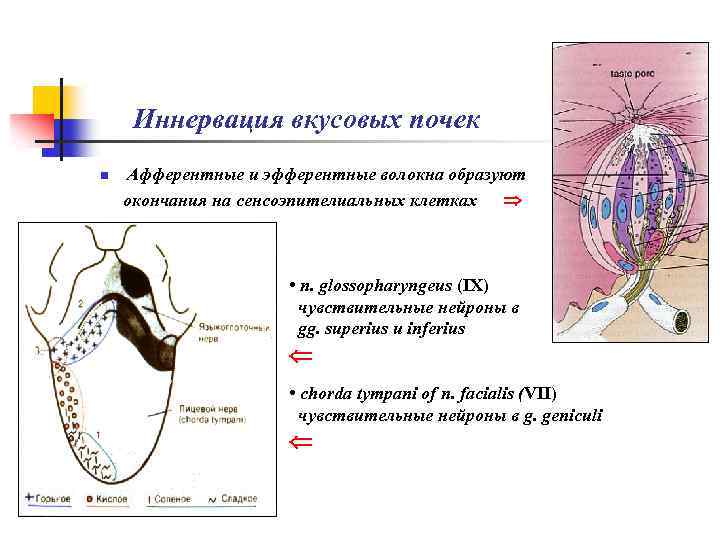 Иннервация вкусовых почек n Афферентные и эфферентные волокна образуют окончания на сенсоэпителиальных клетках •