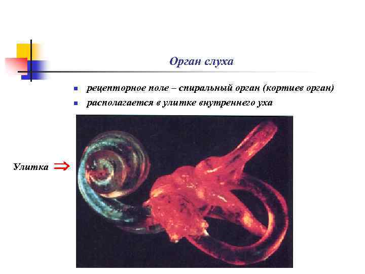 Орган слуха n n Улитка рецепторное поле – спиральный орган (кортиев орган) располагается в